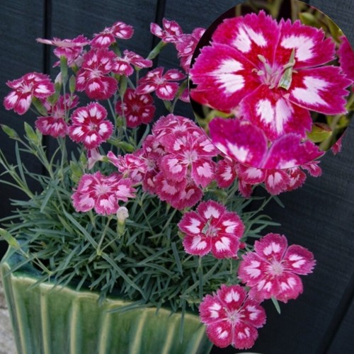 Dianthus plumarius 'Angel of Desire' - Sulgnelk 'Angel of Desire' P9/0,55L